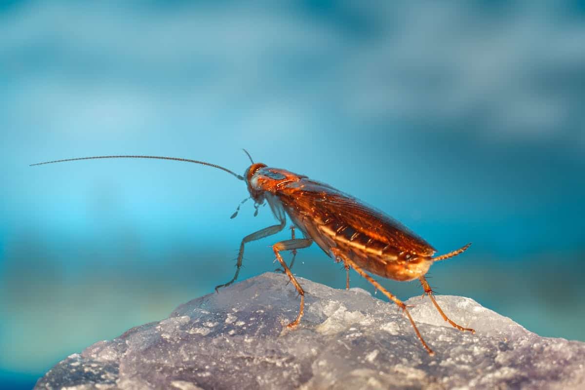 Les raisons surprenantes pour lesquelles les blattes de jardin envahissent nos maisons